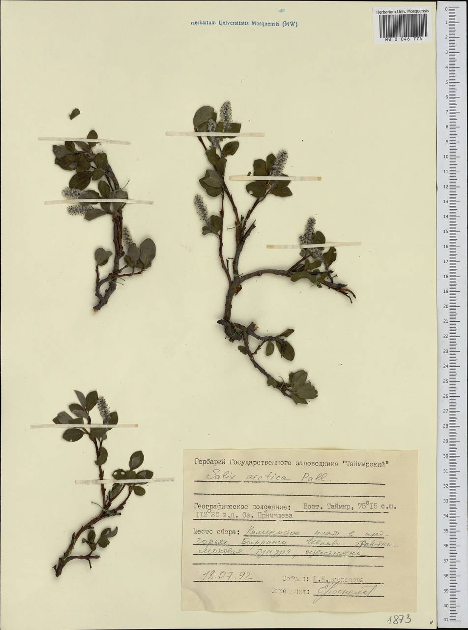 Salix arctica Pall., Siberia, Central Siberia (S3) (Russia)