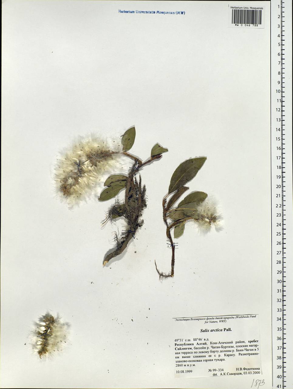 Salix arctica, Siberia, Altai & Sayany Mountains (S2) (Russia)