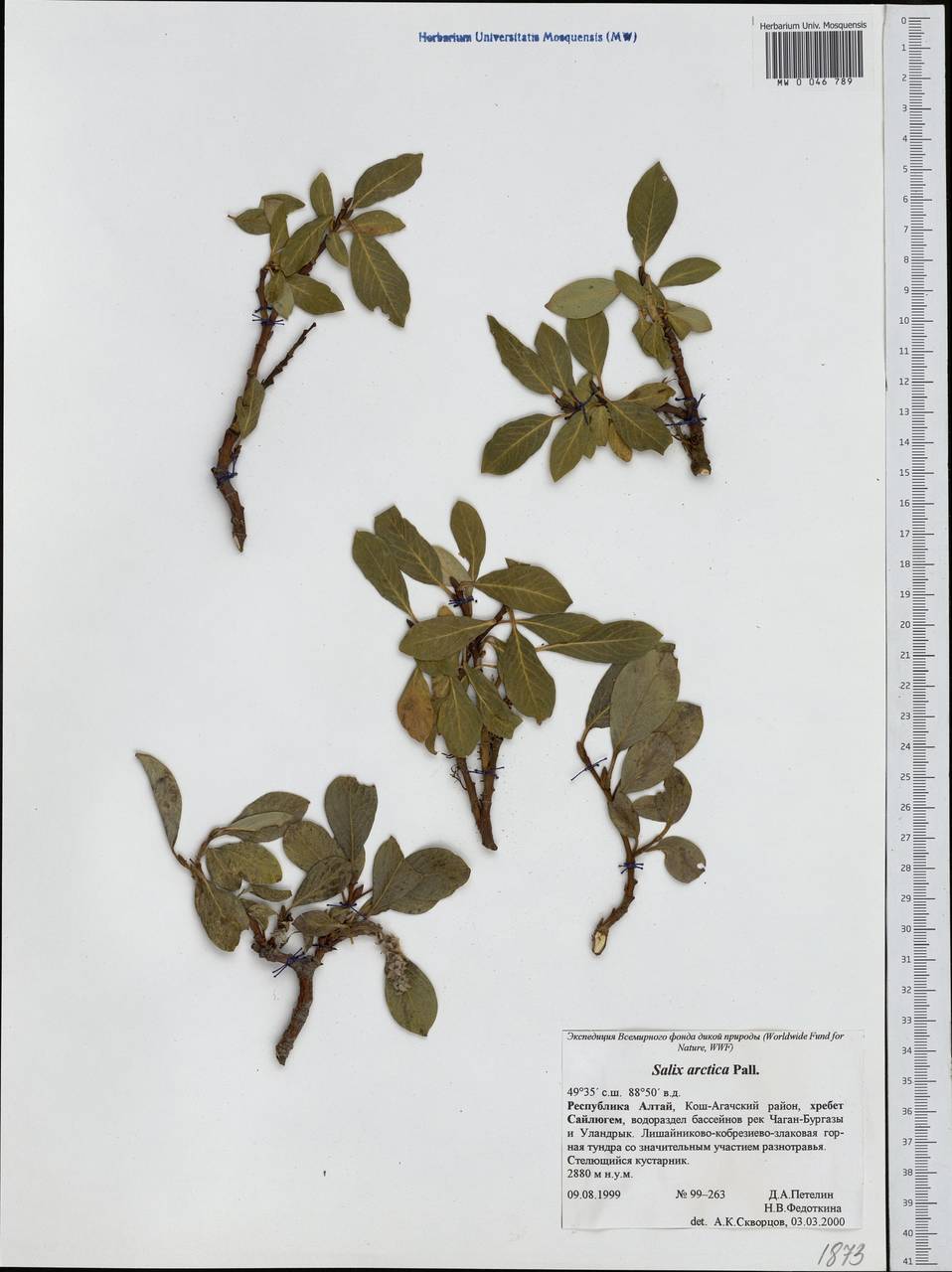 Salix arctica Pall., Siberia, Altai & Sayany Mountains (S2) (Russia)