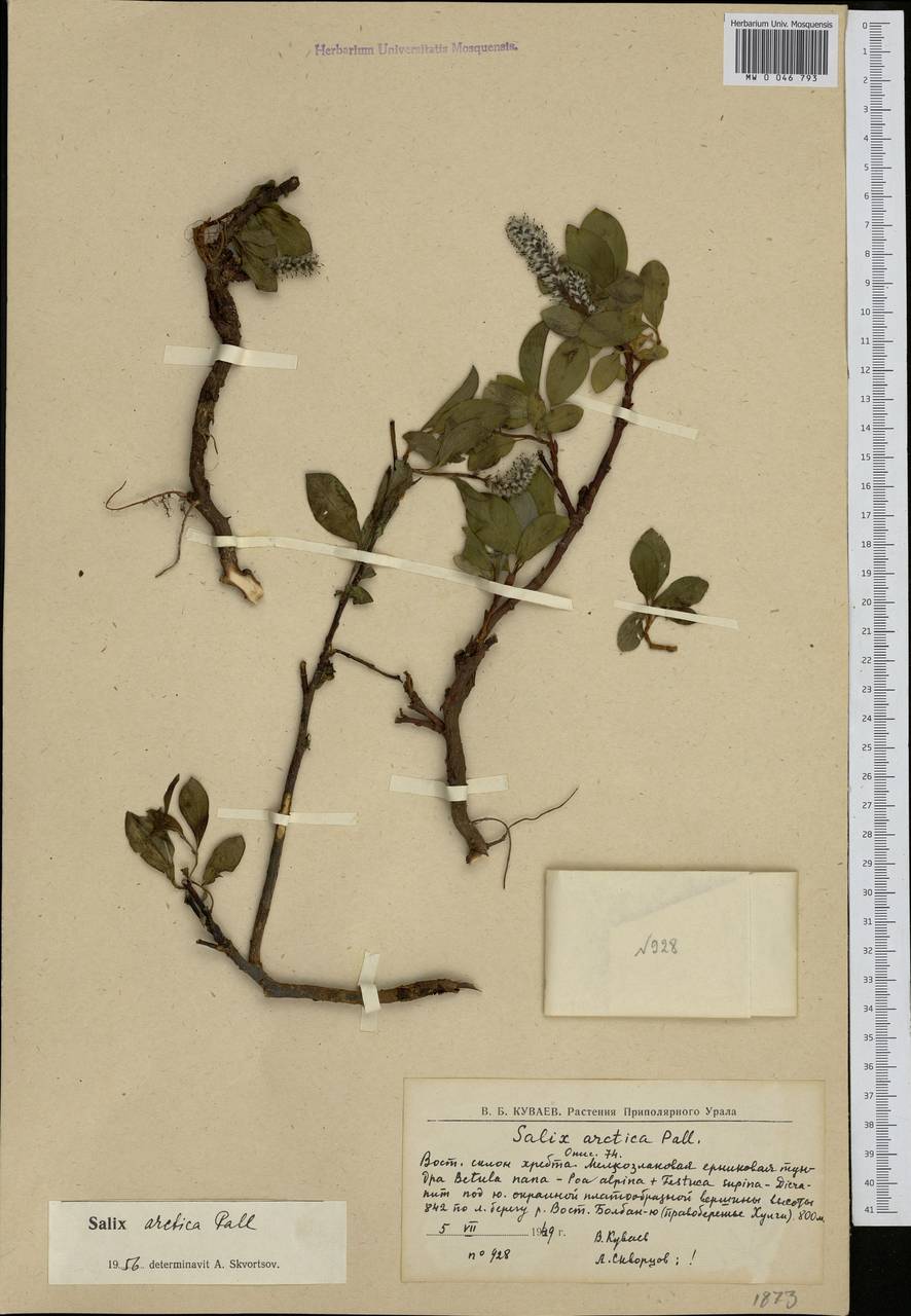 Salix arctica, Siberia, Western Siberia (S1) (Russia)