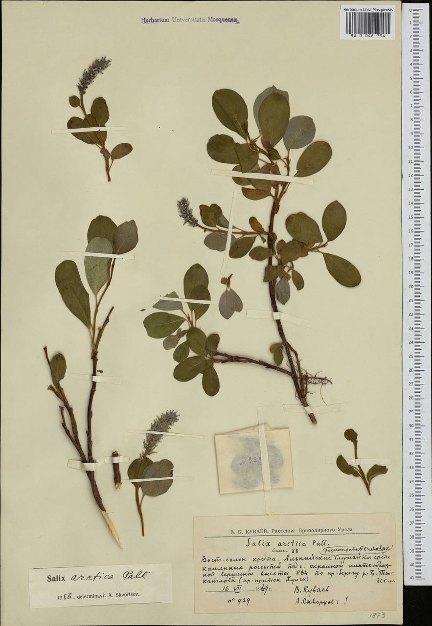 Salix arctica, Siberia, Western Siberia (S1) (Russia)