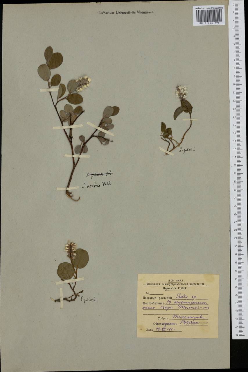 Salix arctica Pall., Siberia, Western Siberia (S1) (Russia)