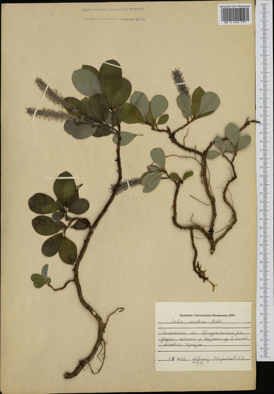 Salix arctica, Siberia, Western Siberia (S1) (Russia)