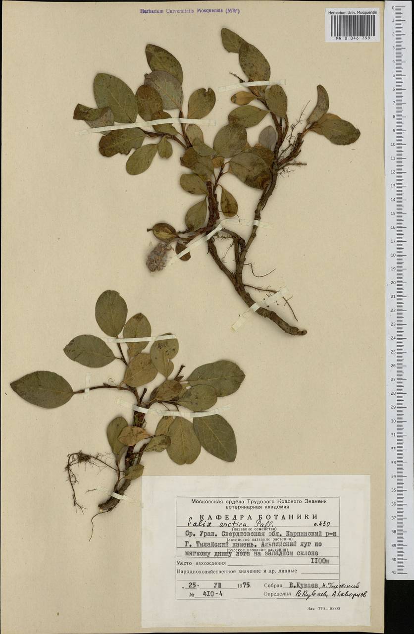 Salix arctica, Eastern Europe, Eastern region (E10) (Russia)
