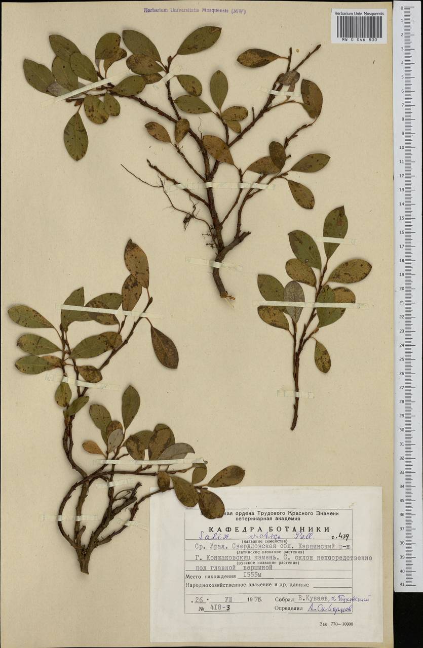 Salix arctica, Eastern Europe, Eastern region (E10) (Russia)