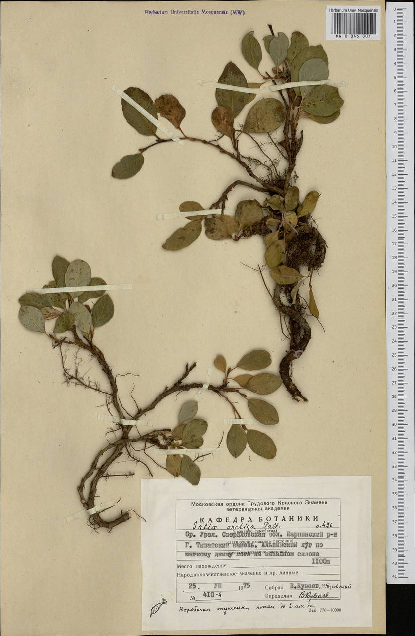 Salix arctica Pall., Eastern Europe, Eastern region (E10) (Russia)