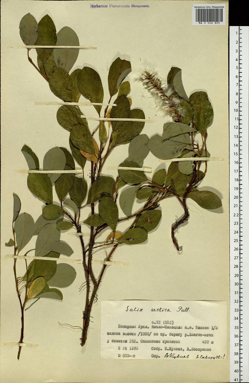 Salix arctica, Siberia, Western Siberia (S1) (Russia)