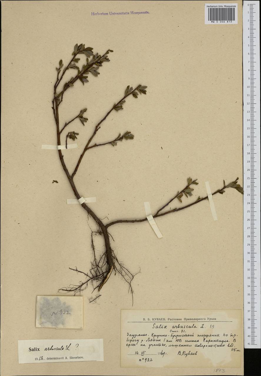 Salix arbuscula L., Siberia, Western Siberia (S1) (Russia)