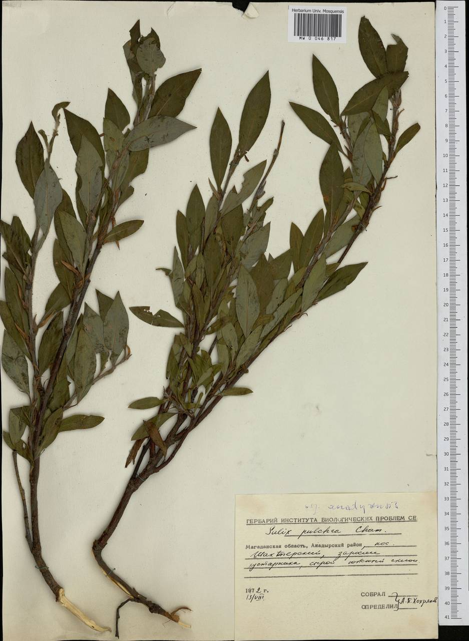 Salix pulchra subsp. pulchra, Siberia, Chukotka & Kamchatka (S7) (Russia)