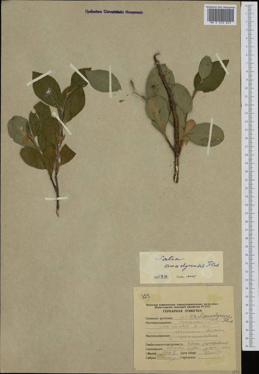 Salix pulchra subsp. pulchra, Siberia, Yakutia (S5) (Russia)