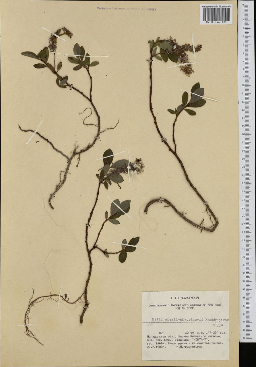 Salix alexii-skvortzovii A.P. Khokhryakov, Siberia, Chukotka & Kamchatka (S7) (Russia)