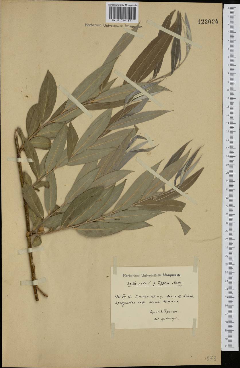 Salix alba, Siberia, Western Siberia (S1) (Russia)
