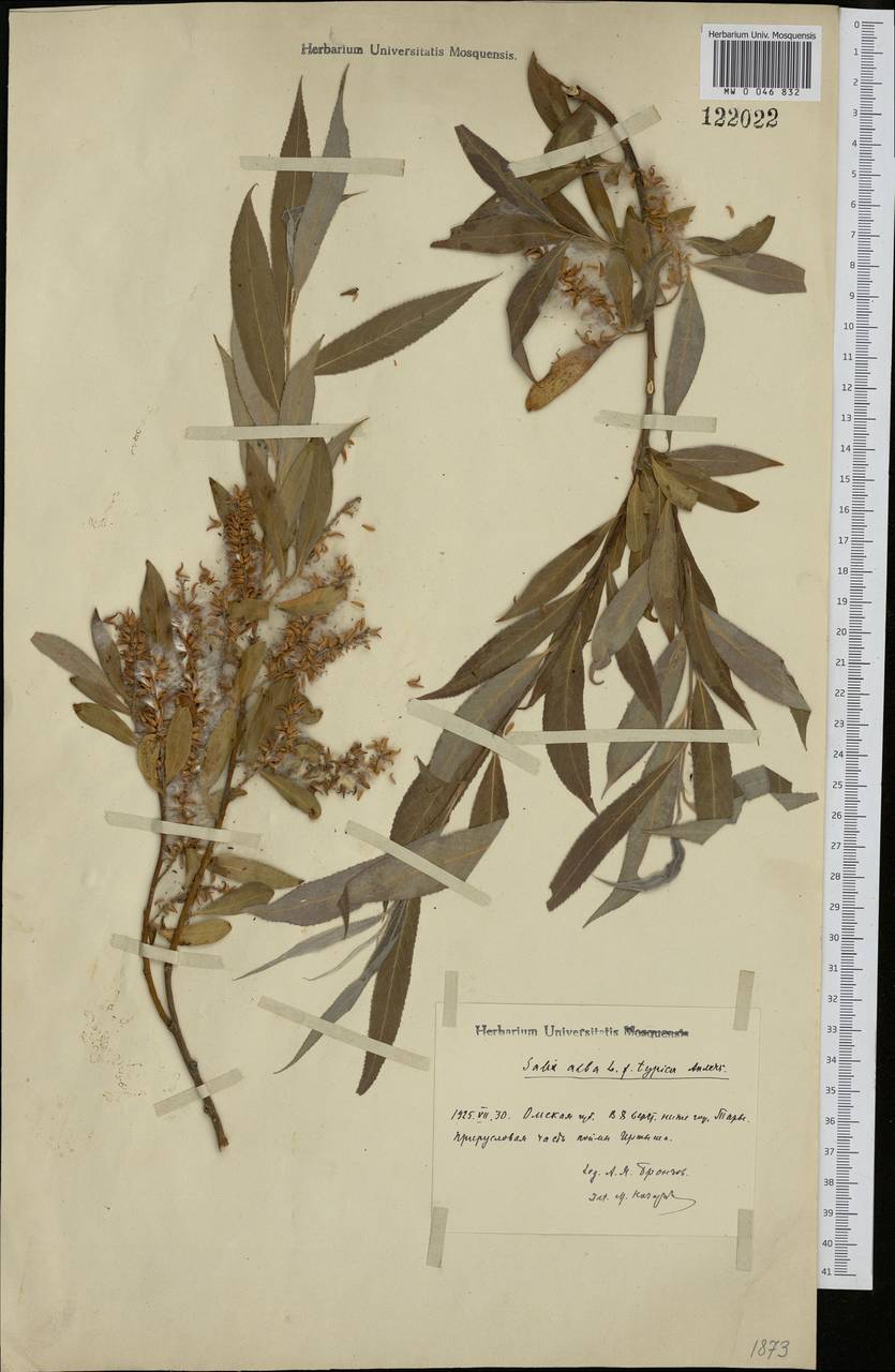 Salix alba, Siberia, Western Siberia (S1) (Russia)