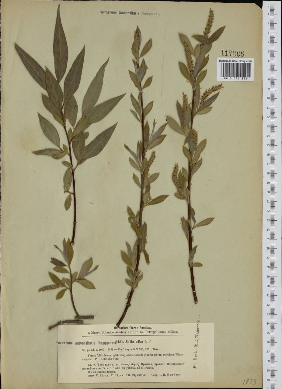 Salix alba, Siberia, Western Siberia (S1) (Russia)