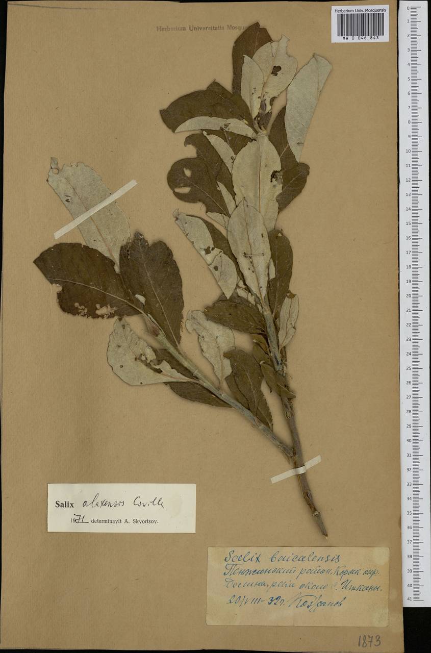 Salix alaxensis (Anderss.) Coville, Siberia, Chukotka & Kamchatka (S7) (Russia)