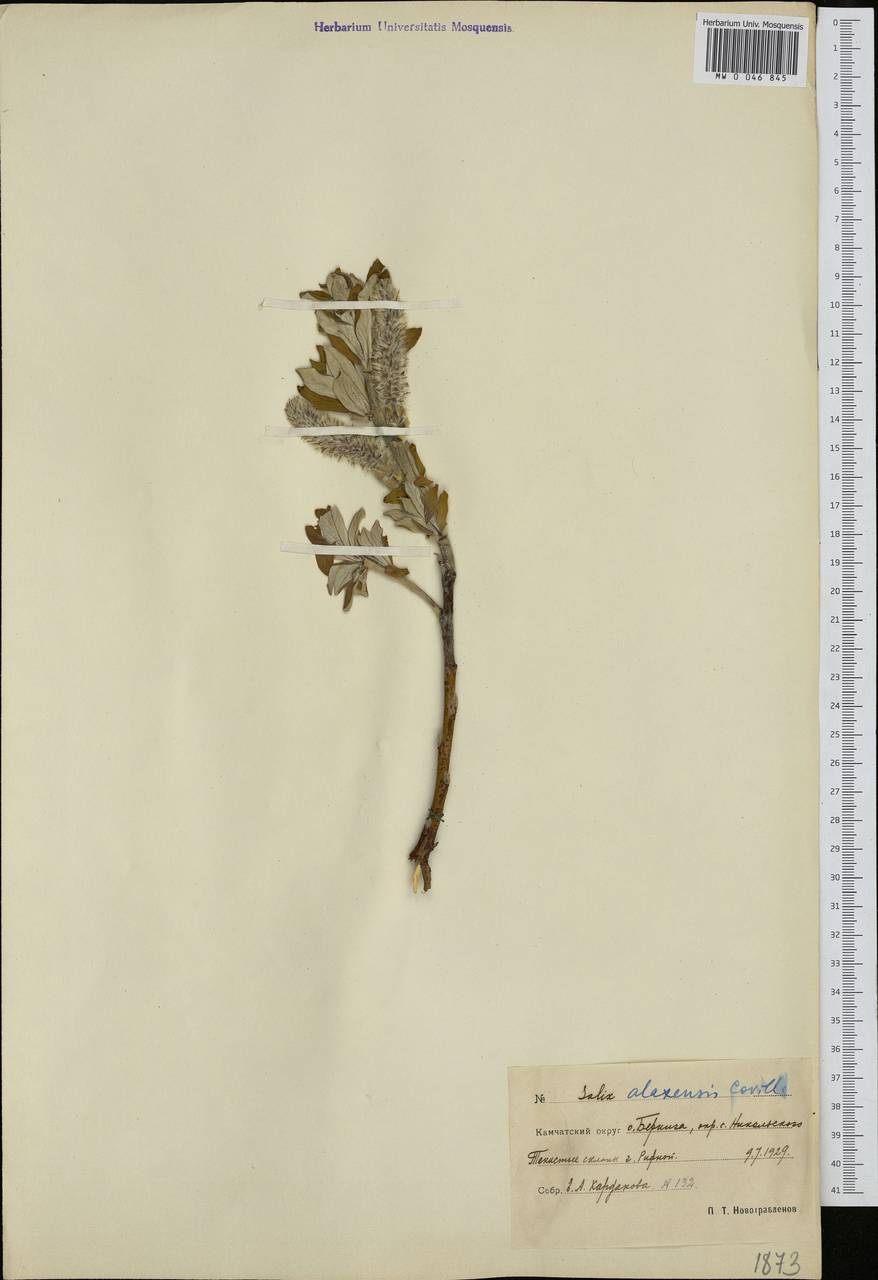 Salix alaxensis (Anderss.) Coville, Siberia, Chukotka & Kamchatka (S7) (Russia)