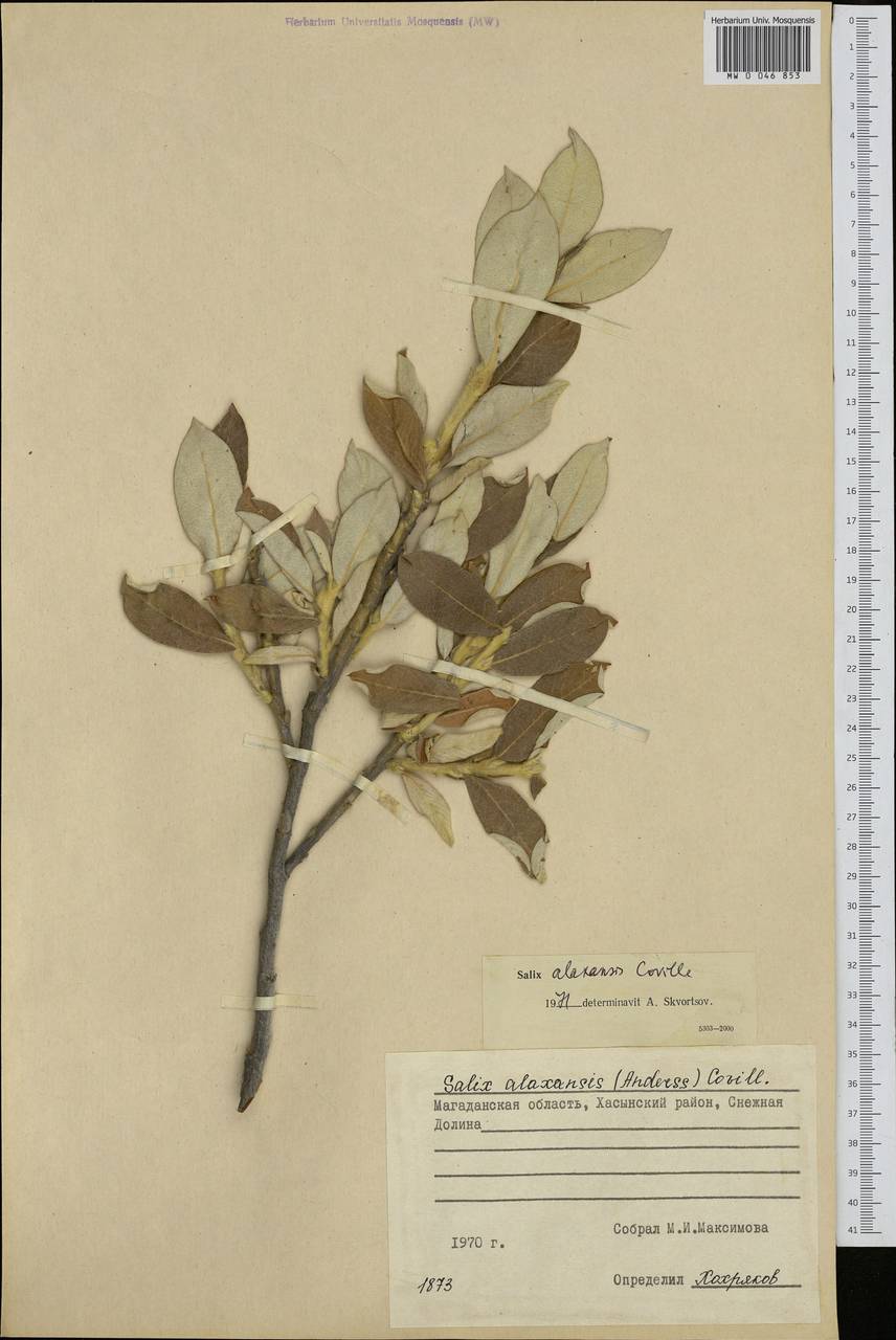Salix alaxensis (Anderss.) Coville, Siberia, Chukotka & Kamchatka (S7) (Russia)
