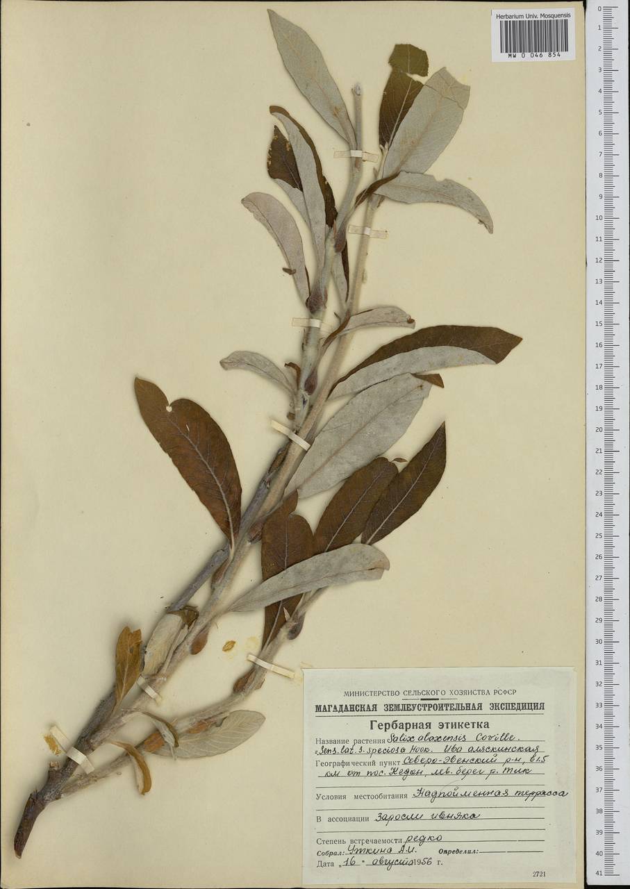 Salix alaxensis (Anderss.) Coville, Siberia, Chukotka & Kamchatka (S7) (Russia)