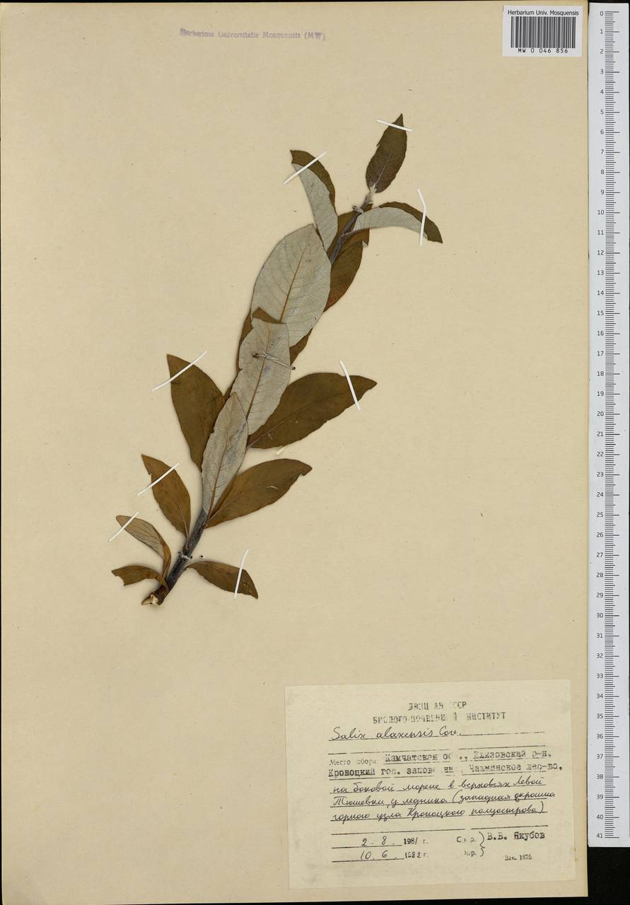 Salix alaxensis (Anderss.) Coville, Siberia, Chukotka & Kamchatka (S7) (Russia)
