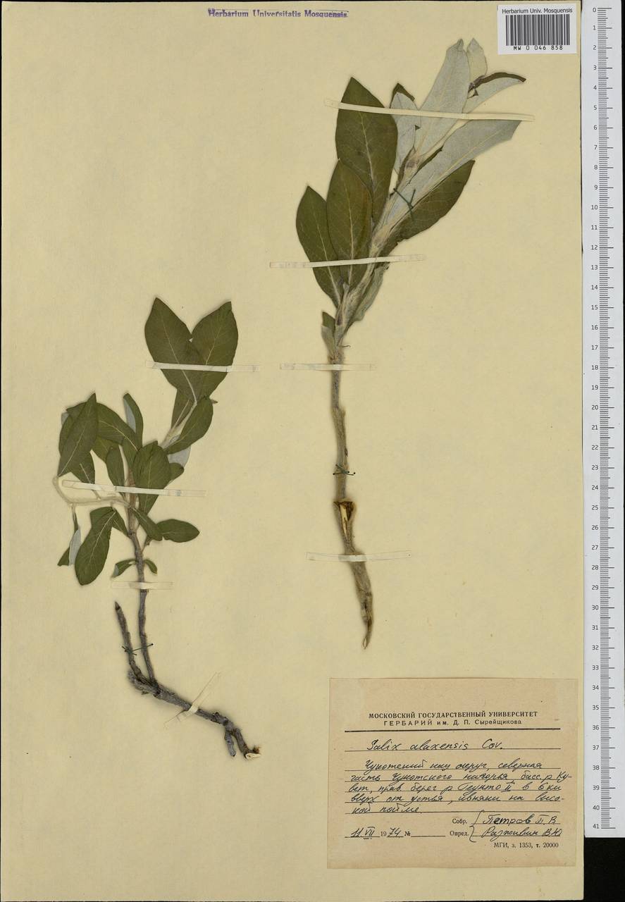 Salix alaxensis (Anderss.) Coville, Siberia, Chukotka & Kamchatka (S7) (Russia)