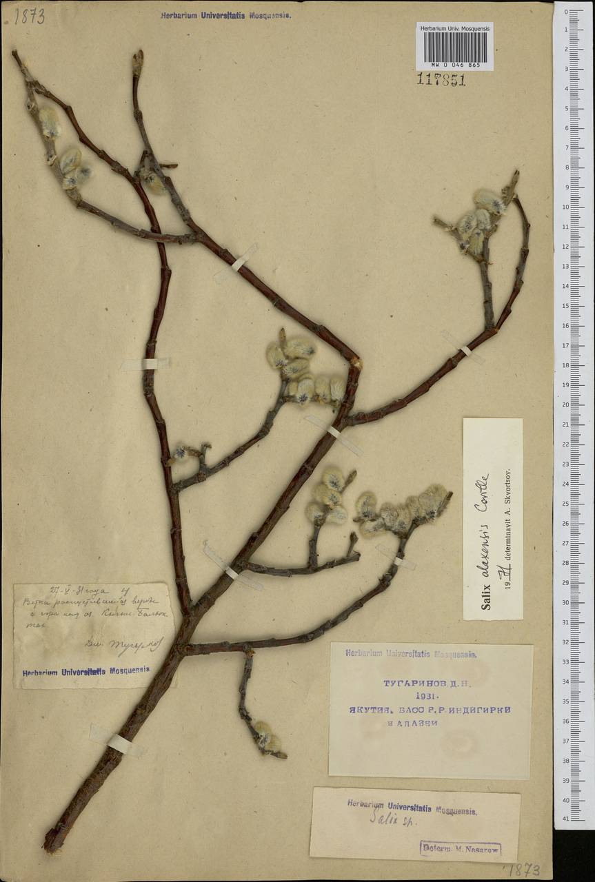 Salix alaxensis (Andersson) Coville, Siberia, Yakutia (S5) (Russia)