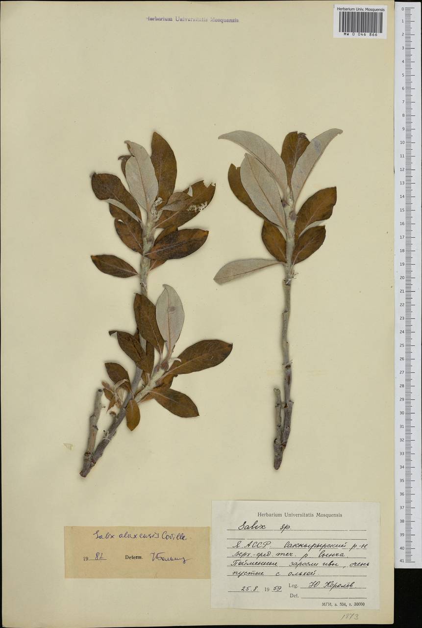 Salix alaxensis (Andersson) Coville, Siberia, Yakutia (S5) (Russia)