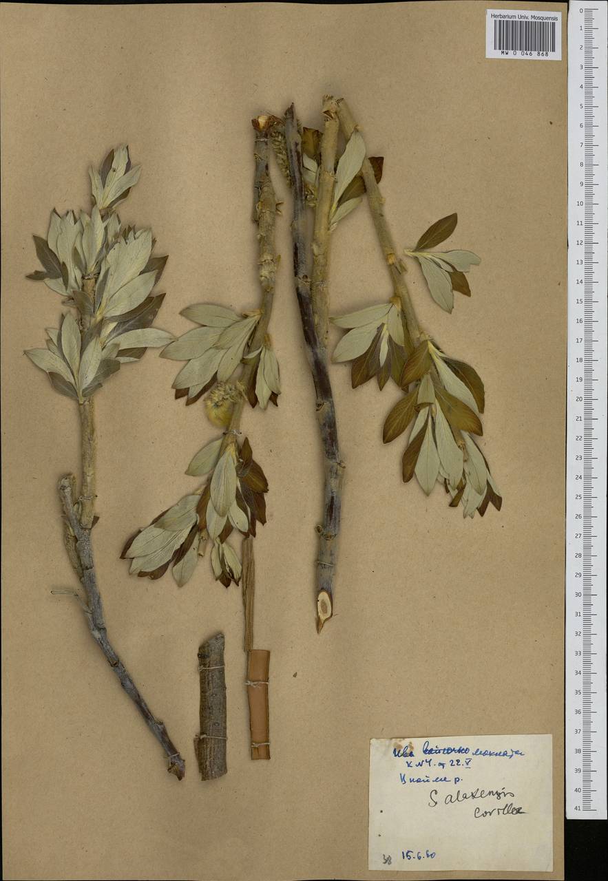 Salix alaxensis (Anderss.) Coville, Siberia, Yakutia (S5) (Russia)