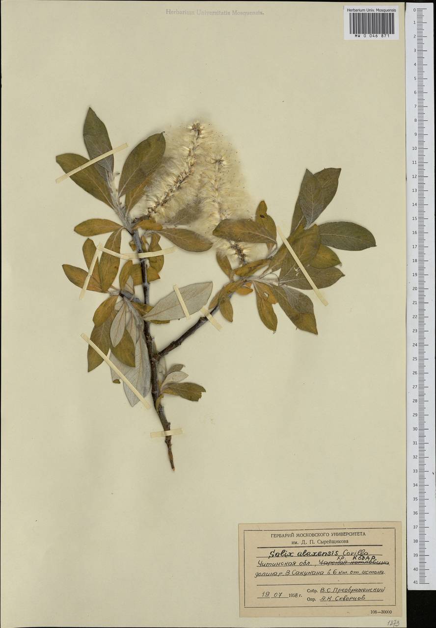 Salix alaxensis (Anderss.) Coville, Siberia, Baikal & Transbaikal region (S4) (Russia)