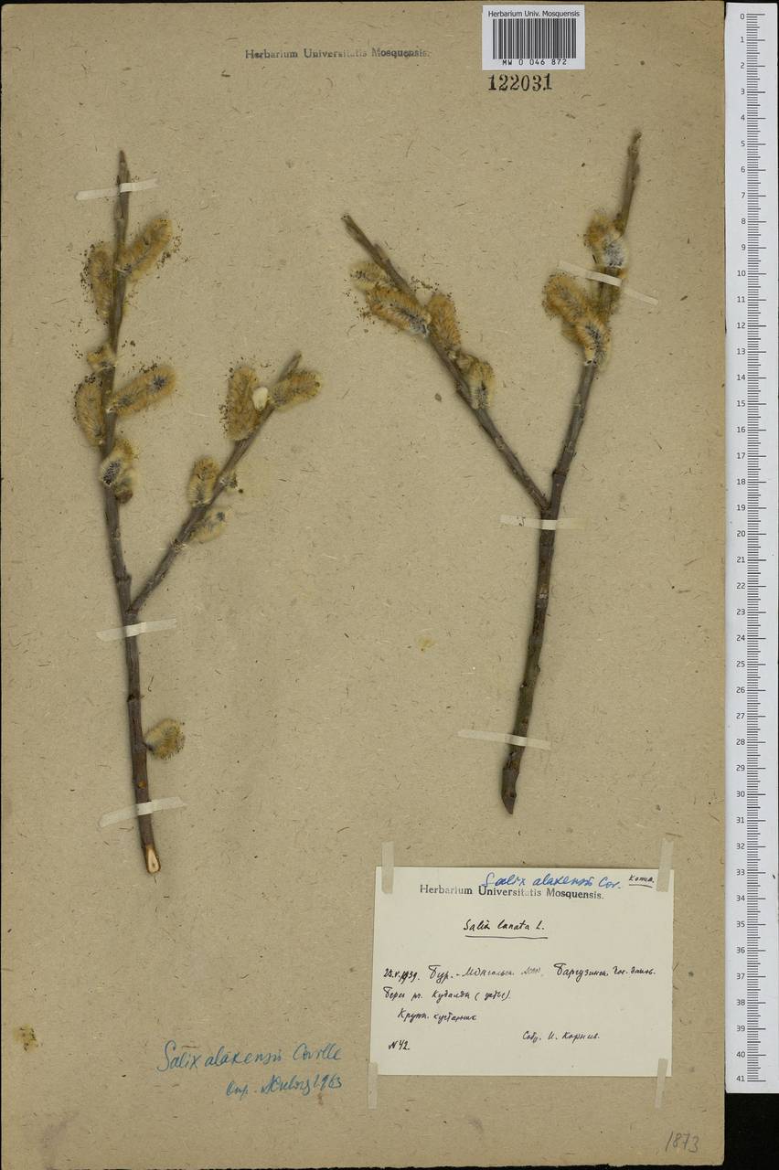 Salix alaxensis (Andersson) Coville, Siberia, Baikal & Transbaikal region (S4) (Russia)