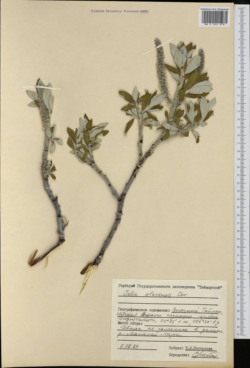 Salix alaxensis (Andersson) Coville, Siberia, Central Siberia (S3) (Russia)