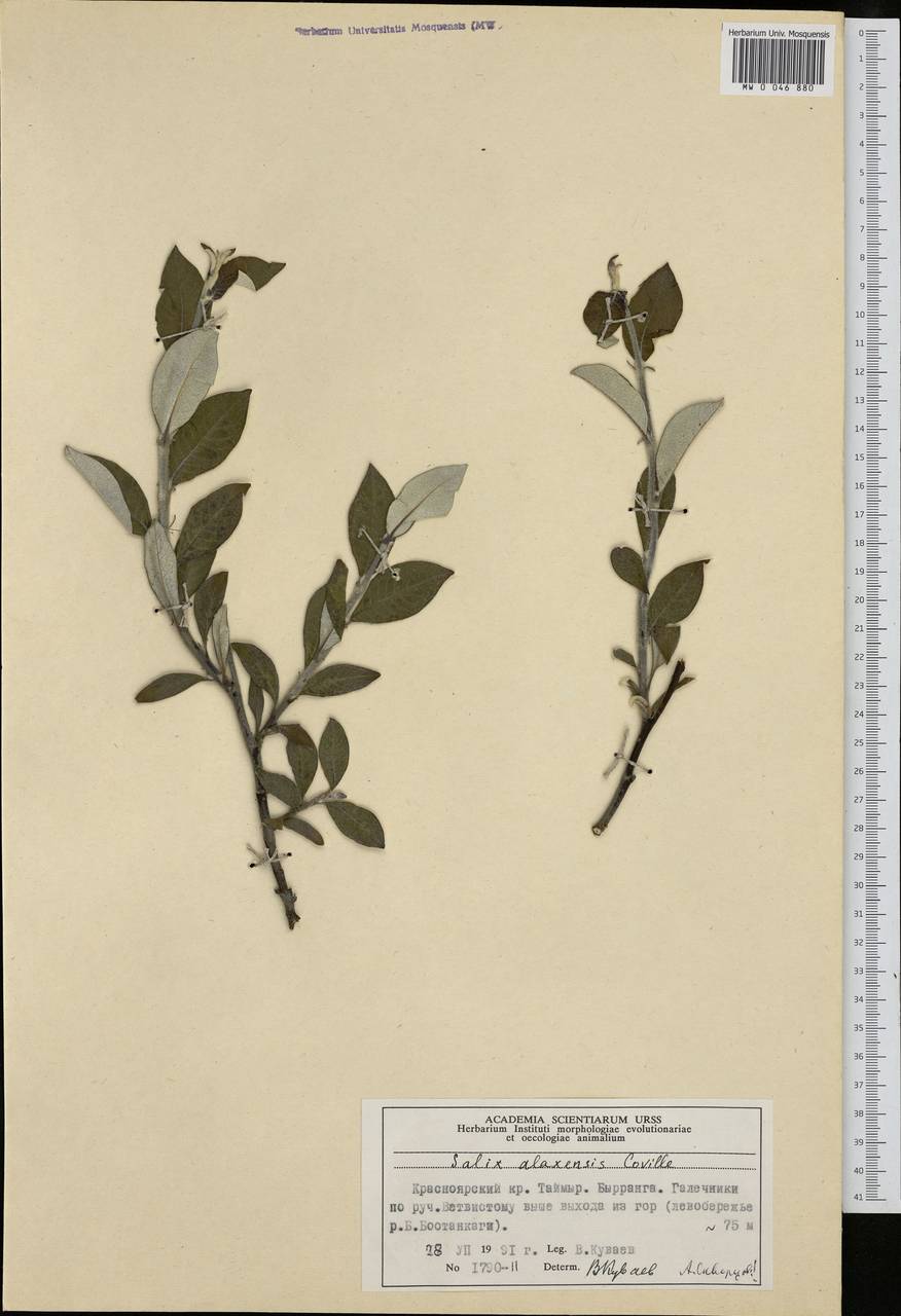Salix alaxensis (Anderss.) Coville, Siberia, Central Siberia (S3) (Russia)