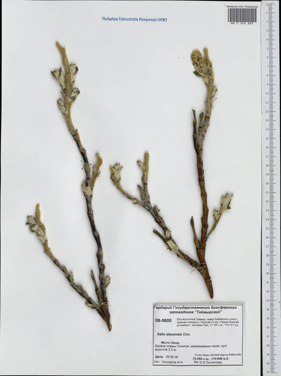 Salix alaxensis (Andersson) Coville, Siberia, Central Siberia (S3) (Russia)