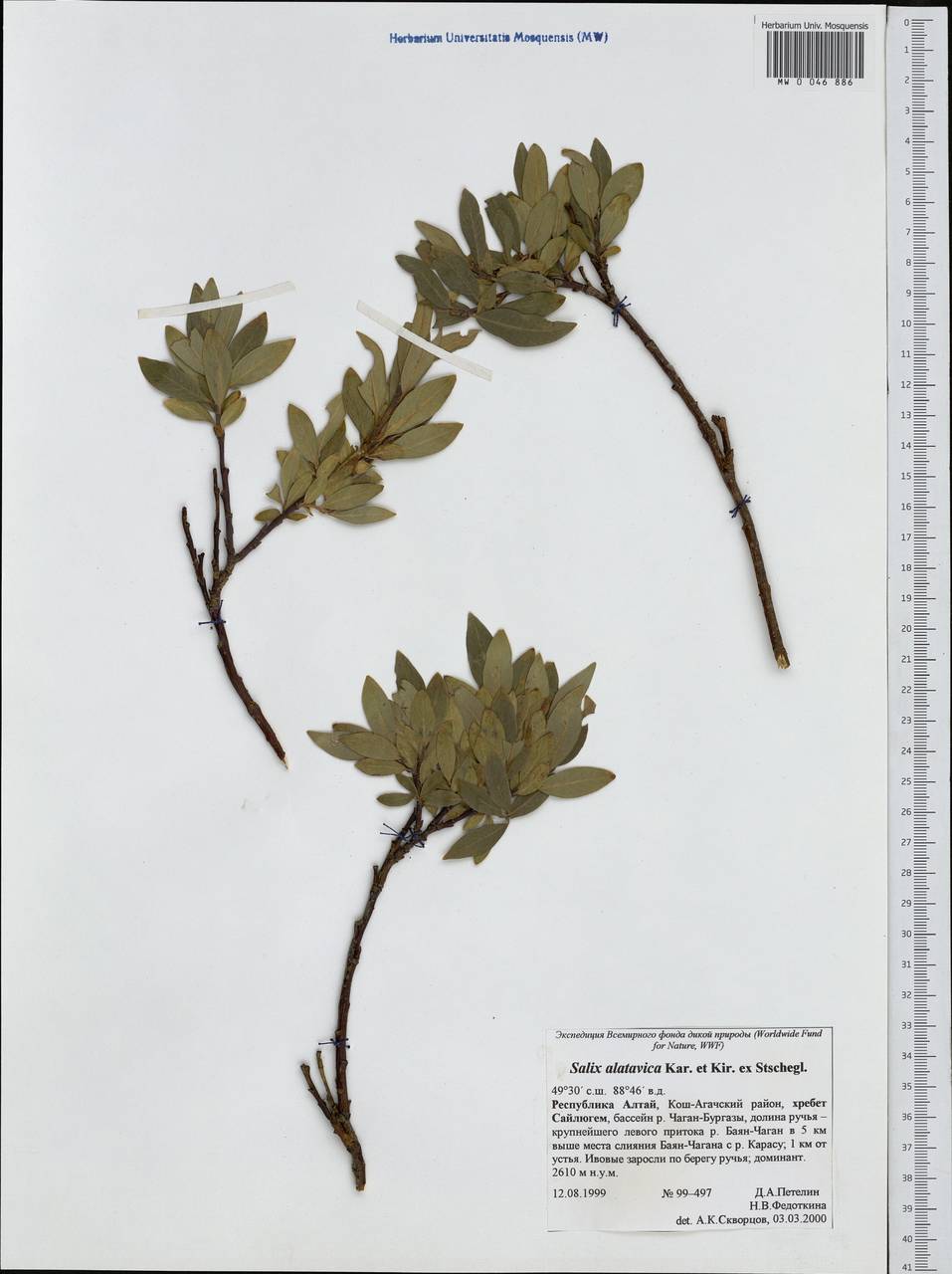 Salix alatavica Kar. & Kir. ex Stschegl., Siberia, Altai & Sayany Mountains (S2) (Russia)