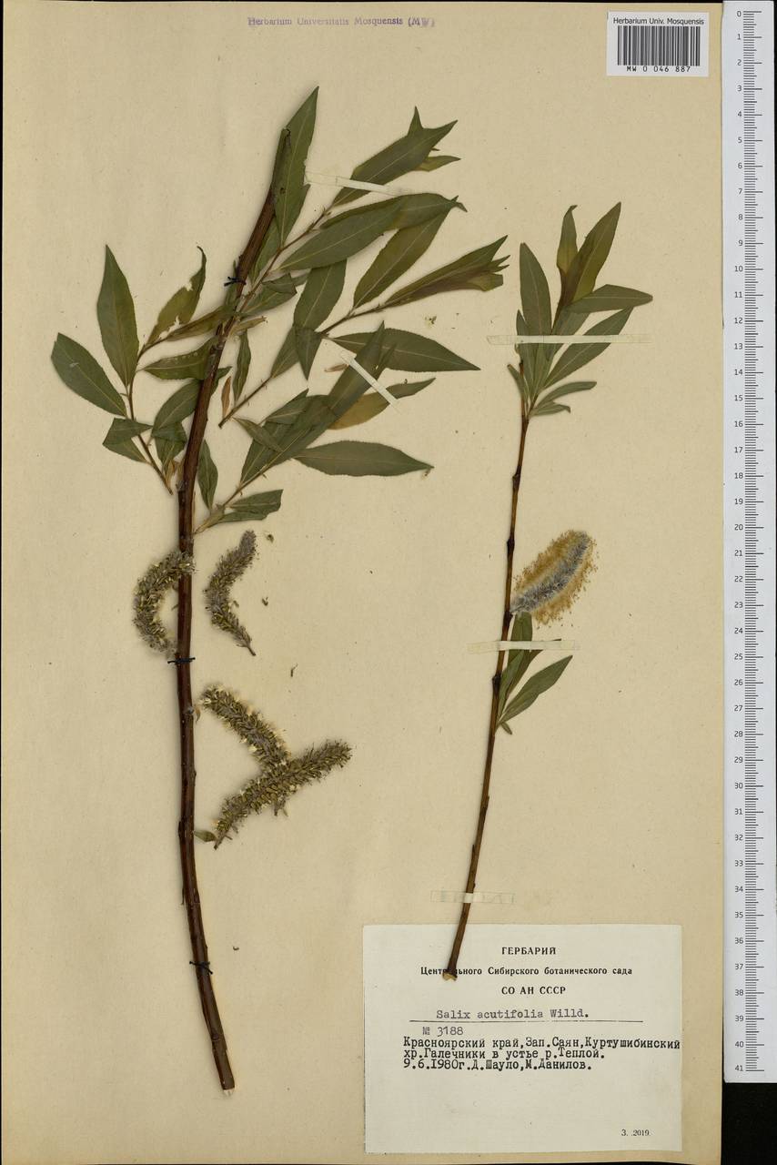 Salix acutifolia Willd., Siberia, Altai & Sayany Mountains (S2) (Russia)