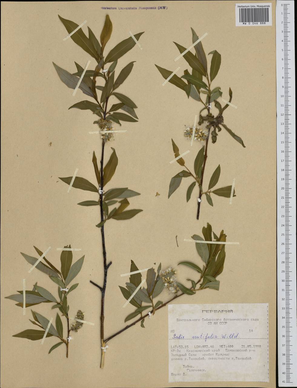 Salix acutifolia Willd., Siberia, Altai & Sayany Mountains (S2) (Russia)