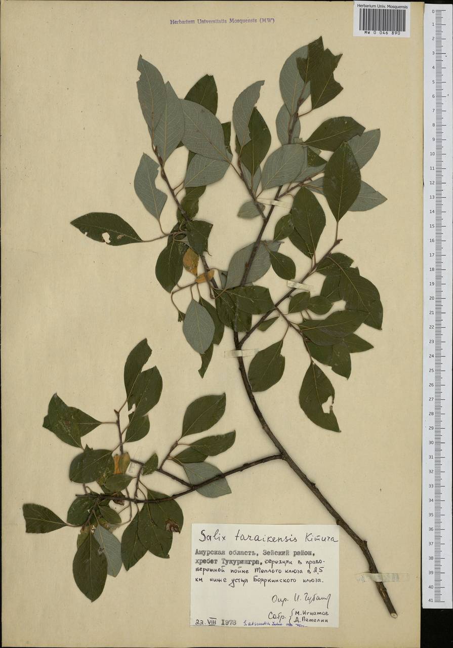Salix abscondita Laksch., Siberia, Russian Far East (S6) (Russia)