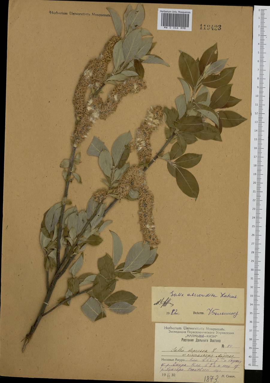 Salix abscondita Laksch., Siberia, Russian Far East (S6) (Russia)