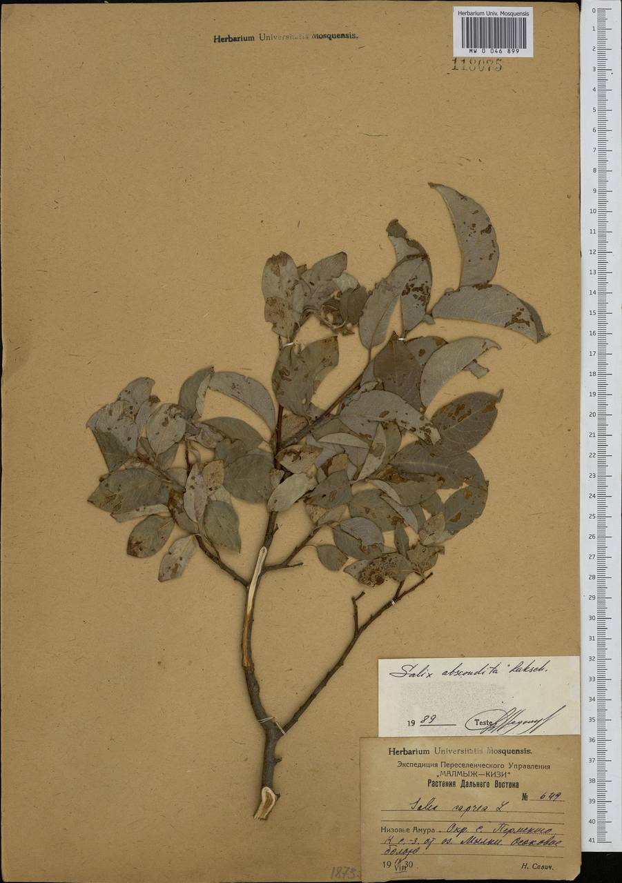 Salix abscondita Laksch., Siberia, Russian Far East (S6) (Russia)