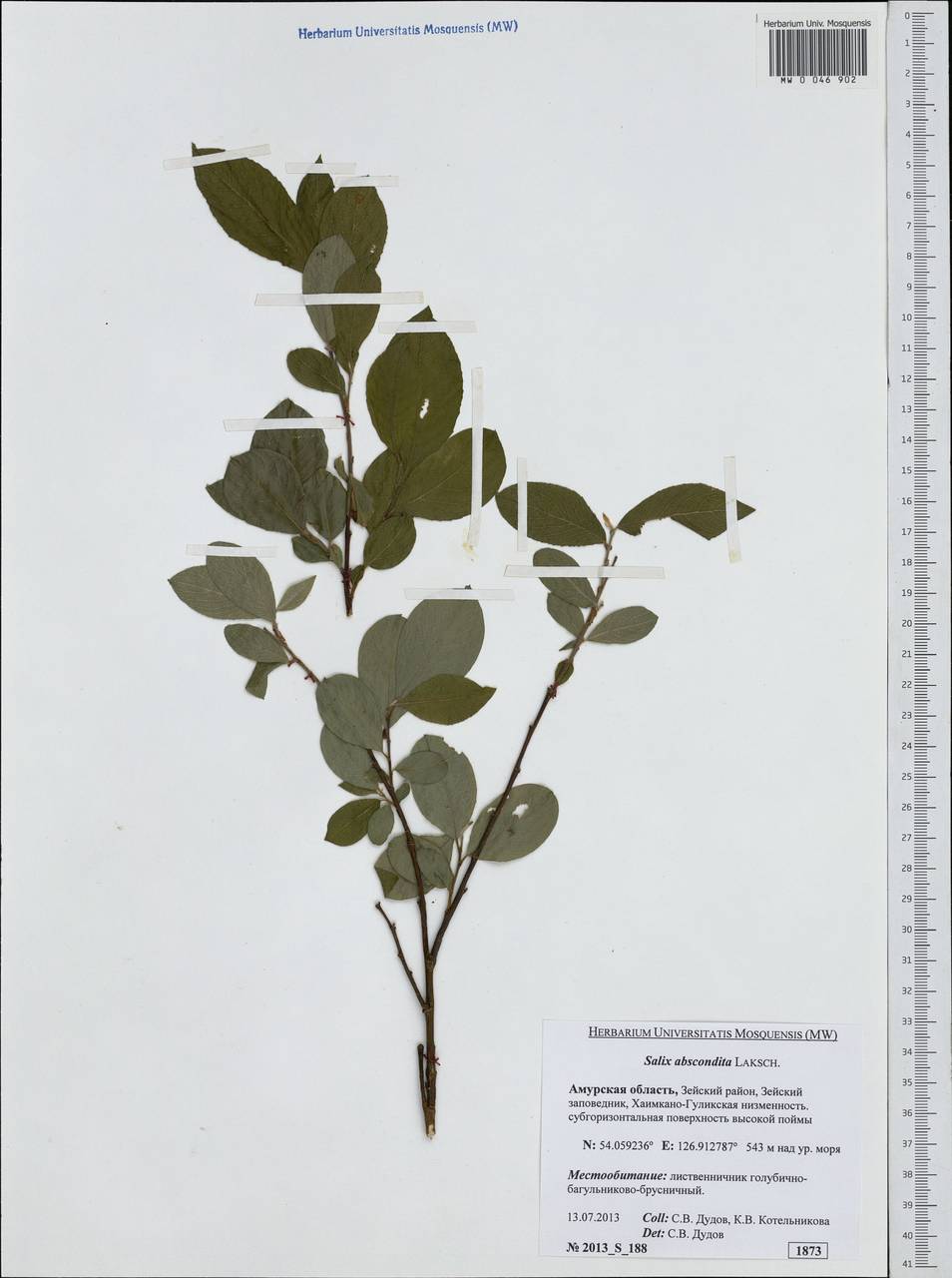 Salix abscondita Laksch., Siberia, Russian Far East (S6) (Russia)