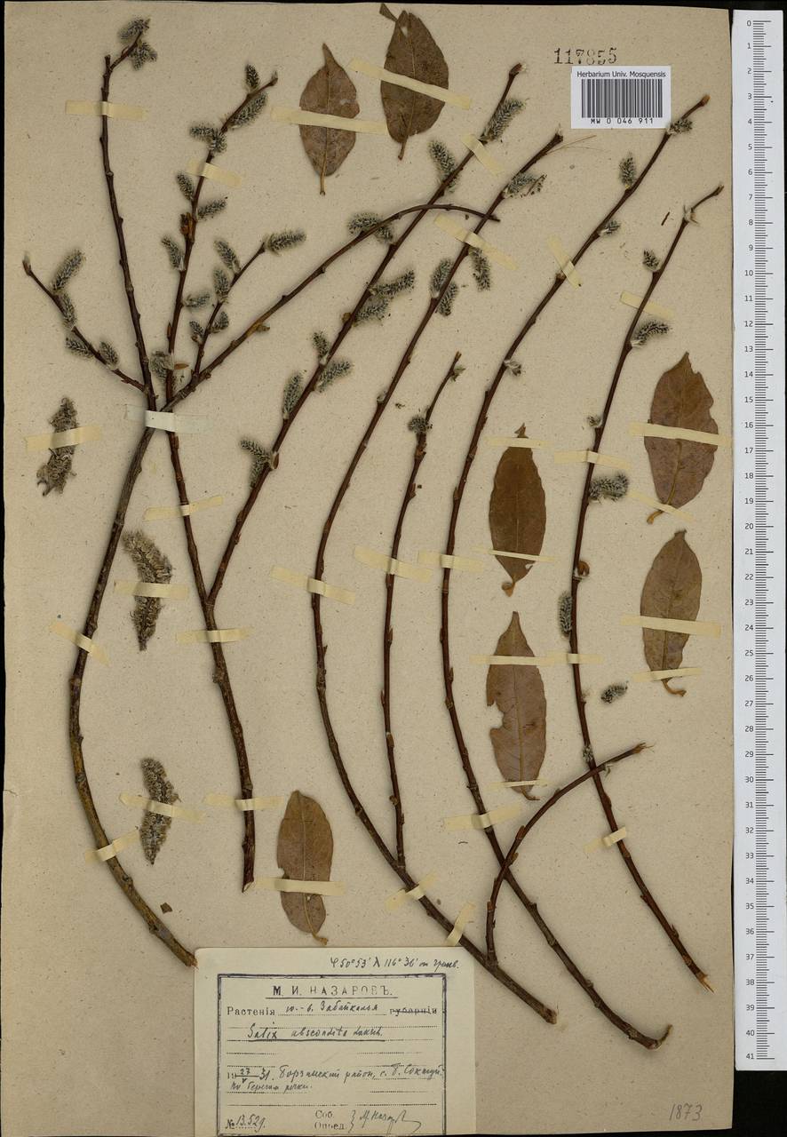 Salix abscondita Laksch., Siberia, Baikal & Transbaikal region (S4) (Russia)