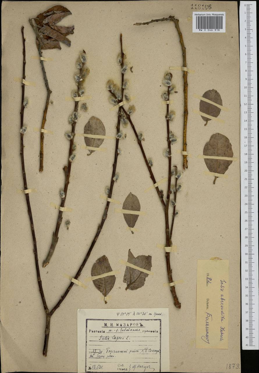 Salix abscondita Laksch., Siberia, Baikal & Transbaikal region (S4) (Russia)