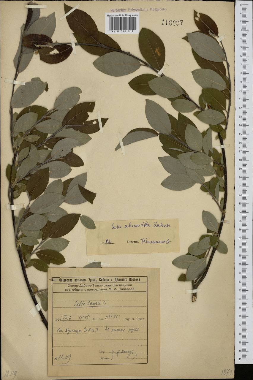 Salix abscondita Laksch., Siberia, Baikal & Transbaikal region (S4) (Russia)