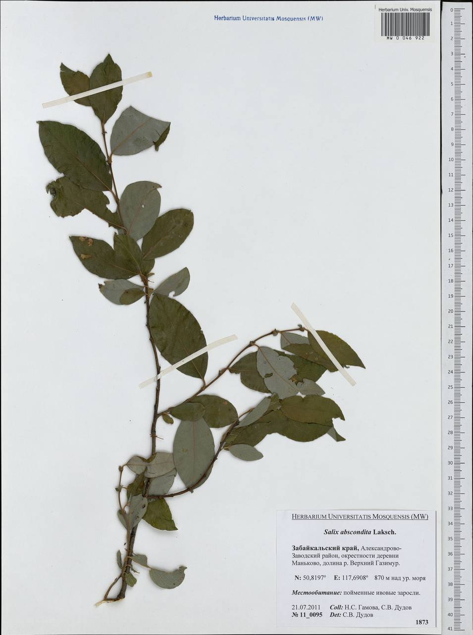 Salix abscondita Laksch., Siberia, Baikal & Transbaikal region (S4) (Russia)