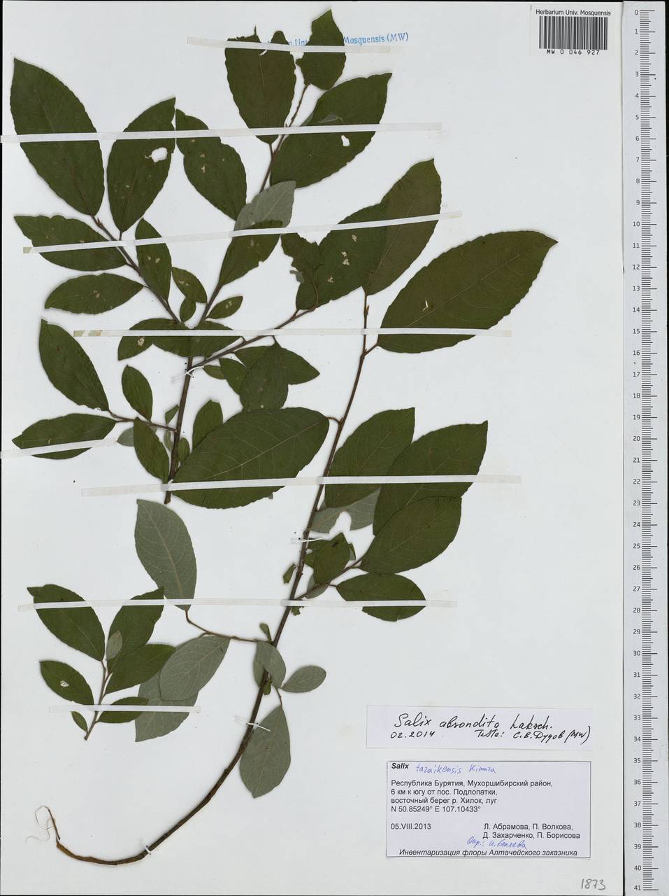 Salix abscondita Laksch., Siberia, Baikal & Transbaikal region (S4) (Russia)