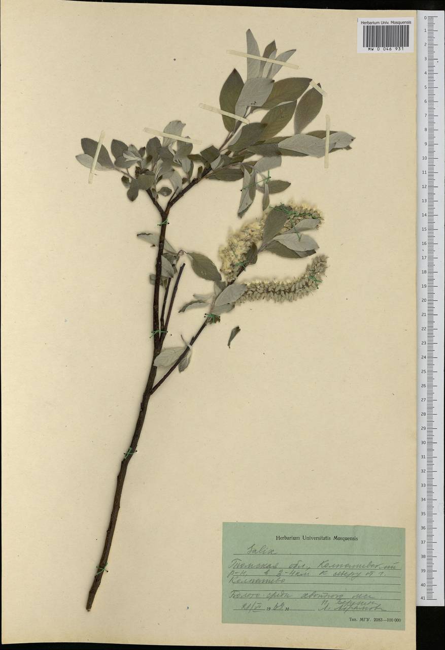 Salix, Siberia, Western Siberia (S1) (Russia)