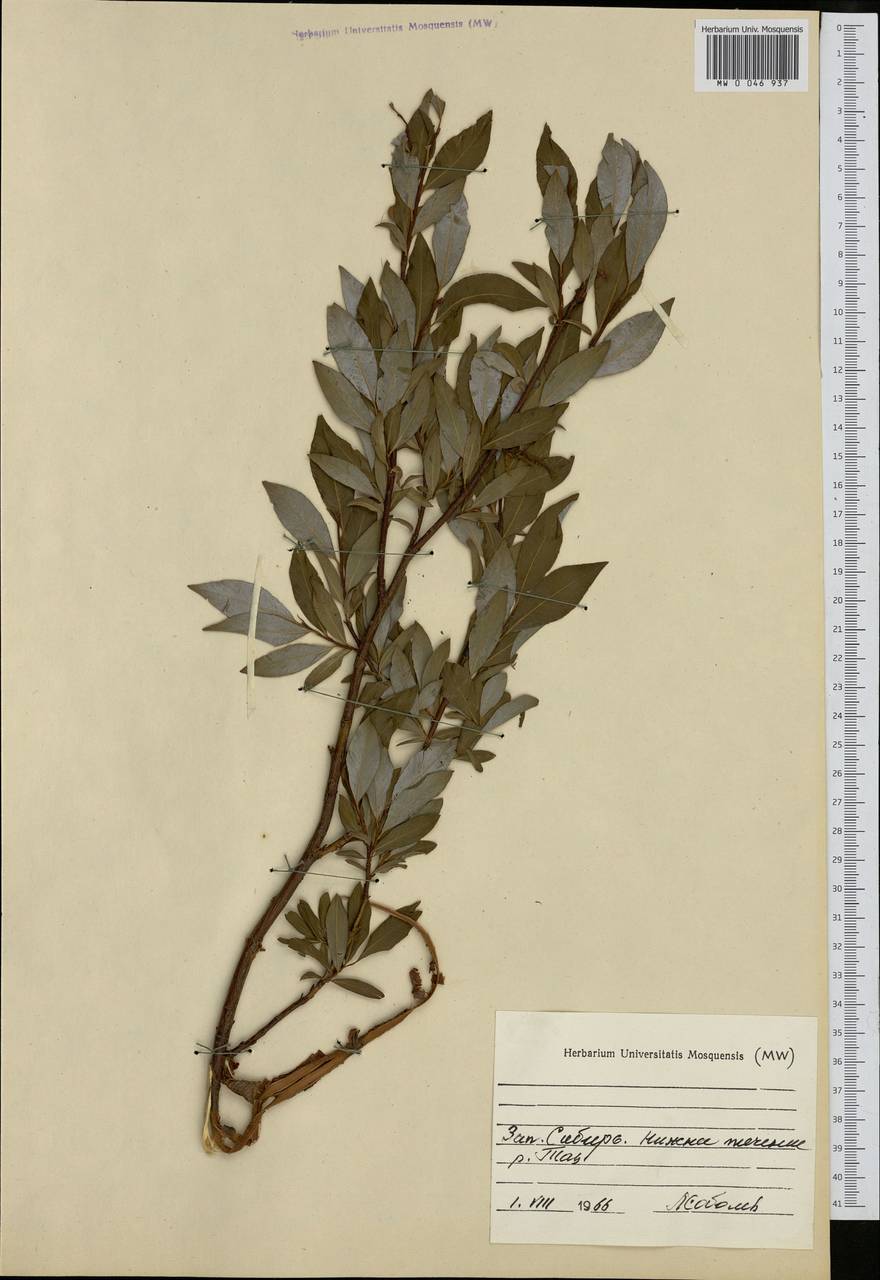 Salix, Siberia, Western Siberia (S1) (Russia)