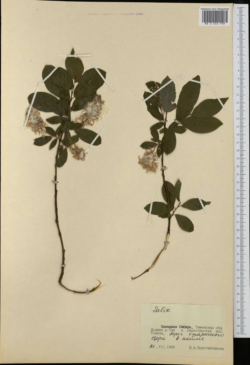 Salix, Siberia, Western Siberia (S1) (Russia)