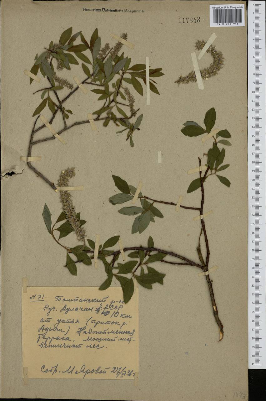Salix, Siberia, Yakutia (S5) (Russia)