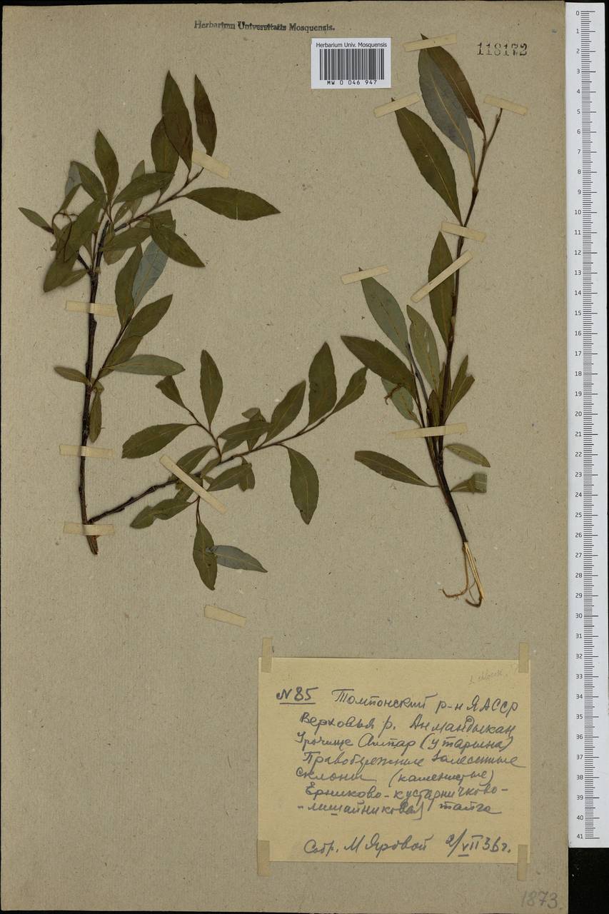 Salix, Siberia, Yakutia (S5) (Russia)