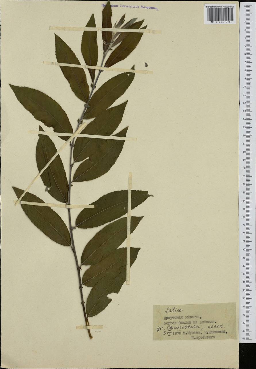 Salix, Siberia, Baikal & Transbaikal region (S4) (Russia)